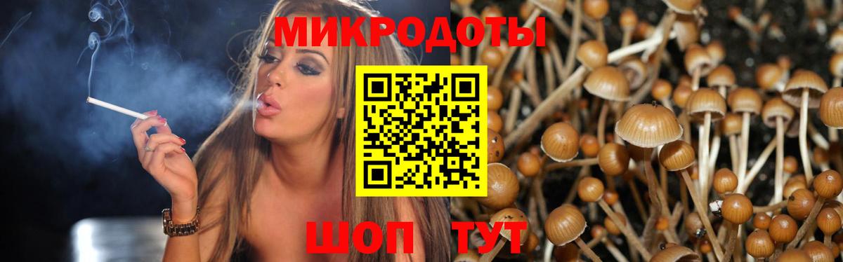 Галлюциногенные грибы Psilocybe Канаш